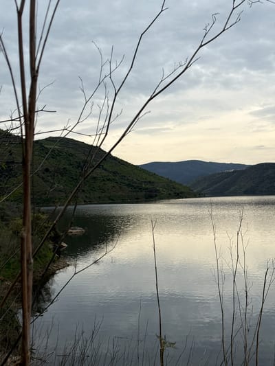 The image presents a panoramic view of a large body of water, likely a reservoir or river, situated within the municipality of Mogadouro, Portugal. The scene is observed under an overcast sky, with diffused light illuminating the landscape. In the immediate foreground, several thin, bare, brown-toned plant stalks with fine branching extend vertically, partially framing the left and lower right portions of the image. The central and dominant feature is the water surface, characterized by subtle ripples and a reflective quality that mirrors the muted tones of the sky. The water meets a rugged, vegetated shoreline on the left. In the background, a succession of rolling hills and mountains, densely covered with green foliage, rise from the water, receding into a darker, bluer hue in the distant background. The sky above is uniformly cloudy, transitioning from a lighter, almost yellowish-white near the distant horizon to a consistent grey overhead. No individuals, animals, or artificial structures are discernible.