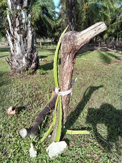 The image displays an outdoor, rural landscape under direct sunlight in Ko Siboya, Thailand. A weathered, grey-brown tree trunk, approximately 1.5 meters in height, stands vertically, angled slightly to the right of the frame's center. Its upper portion tapers to a point. Attached to this trunk, near its midpoint, are multiple flat, green, segmented stems of a dragon fruit plant, secured by a white rope or fabric. An additional, detached dragon fruit stem lies on the grass to the immediate right of the central trunk.
In the left mid-ground, a large, mature palm tree trunk with rough, grey bark and visible leaf scars is prominent. The background is filled with numerous similar palm trees, their green fronds forming a dense canopy under a clear blue sky, indicative of a plantation setting. In the mid-ground, behind the central trunk, several vertical wooden posts and some horizontal wooden elements form a rudimentary fence line.
The ground is covered by short, green grass, intermingled with areas of exposed soil and scattered organic material. In the lower left foreground, a brown, husked coconut rests on the grass. A darker, horizontal log and a smaller, cut log section are situated at the base of the central trunk, to its left.
Prominent, elongated shadows, including a large, amorphous shadow consistent with a human figure in the lower right, are cast across the grassy ground, suggesting strong illumination from an unseen light source to the left. No individuals are visible in the scene.