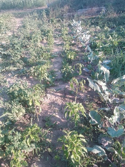 The image depicts an outdoor scene of a garden or small farm with rows of various vegetables. The crops are planted in soil that appears dry and cracked in places, with some areas showing sparse weeds. In the foreground and extending into the midground are plants with broad, leafy greens, some of which have purple stems and veins, suggesting a type of Brassica like cabbage or kale. Interspersed among these are smaller plants with lighter green, narrower leaves, likely chili peppers or similar plants. Some of these smaller plants appear to be wilting, with drooping leaves. The background shows taller vegetation, possibly corn stalks or other tall grasses, and a hazy, out-of-focus background. The lighting suggests it is either early morning or late afternoon, casting shadows across the ground. There are no people or animals visible in the image. The location is identified as Rus'ka Dolina, Ukraine.