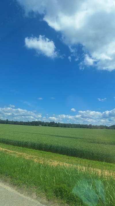The image depicts a vast, vibrant green field stretching towards a distant treeline under a bright blue sky dotted with fluffy white clouds. A narrow dirt path runs along the edge of the field, separating it from a patch of tall green grass and a gravel road in the foreground. A small, dark-roofed building is visible amidst the trees in the distance. The scene appears to be an agricultural landscape in or near Glāžšķūnis, Latvia, characterized by open fields and a clear, sunny day.