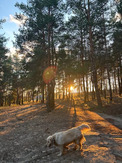 A golden retriever dog with its tail up is walking on a dirt path in a pine forest. The sun is setting, casting long shadows and illuminating the dog's fur with a warm glow. The trees are tall and densely packed, with some undergrowth on the forest floor. The sky is a light blue with a few wispy clouds. The scene appears to be in Veshenskaya, Russia, based on the provided context.