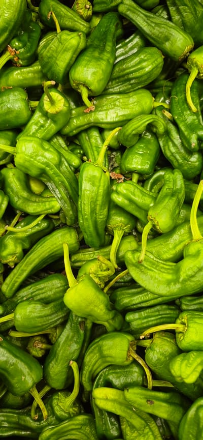 A close-up, overhead shot shows a large pile of fresh, green shishito peppers. The peppers are tightly packed and have slightly wrinkled skin. They vary in shape, with some being more elongated and curved, while others are shorter and more bulbous. Some stems are visible, and a few peppers have small brown blemishes. The lighting is even, highlighting the vibrant green color of the vegetables. The image does not depict any specific location within Navalcarnero, Spain, but rather focuses on the produce itself.