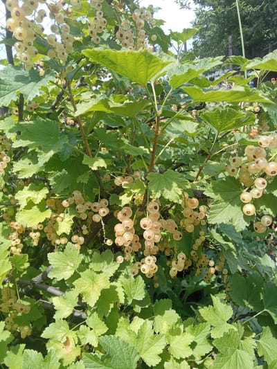 The image shows a close-up of a white currant bush with ripe berries and green leaves. The bush is densely packed with clusters of translucent, pale yellow berries, some of which appear slightly translucent and have small, dark spots. The leaves are large, lobed, and serrated, with a vibrant green color, though some show signs of minor damage or discoloration. The background is a blurred mix of greenery and what appears to be a fence, suggesting an outdoor setting in a garden or yard. The lighting is bright, indicating daylight. There are no people or animals visible in the image. The location is in Altai, Kazakhstan.