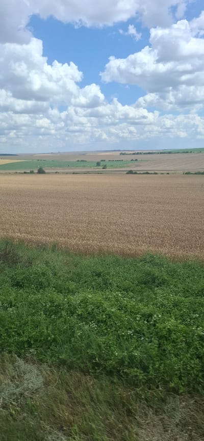 This is a vertical, eye-level, medium-range shot of a rural landscape under a partly cloudy sky. The foreground is dominated by lush green vegetation, with some dried grasses visible on the left. Behind this, a vast field of golden wheat stretches across the midground. In the distance, rolling hills and fields in various shades of brown and green create a layered horizon. The sky is a vibrant blue, dotted with fluffy white clouds. The scene depicts a tranquil, agricultural setting in the outskirts of Maslarevo, Bulgaria. There are no people or animals visible in the image.