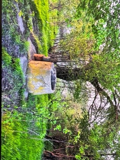This image captures a vibrant, overgrown natural scene, centered around an old, cylindrical concrete well curb. The well structure, wider at its base and tapering slightly towards the top opening, shows significant signs of age, with patches of yellow and grey lichen or moss covering its rough, weathered surface. To the left of the well, a smaller, reddish-brown, cylindrical object, possibly a terracotta pot or a section of piping, stands vertically on the ground near the well's base.

The ground around the well is covered in lush, bright green grass and scattered darker patches of soil or dried leaves, suggesting a path or disturbed area. The setting is densely wooded, with numerous trees and bushes filling the background and foreground. The foliage exhibits various shades of green, indicating fresh spring or summer growth. A large tree with a thick, dark trunk and spreading branches dominates the upper-middle section of the image, its canopy creating a dense layer of leaves. Other thinner trees and shrubs with bare or sparsely leaved branches are visible throughout, contributing to the wild, untamed appearance of the location.

The lighting suggests it is daytime, with soft, ambient light illuminating the scene, highlighting the vibrant greens without casting harsh shadows. There is no discernible activity taking place, and no people are visible. The scene evokes a sense of calm and the quiet persistence of nature. No visible text is present in the image. Given the context, this scene is located in Wolverhampton, United Kingdom.