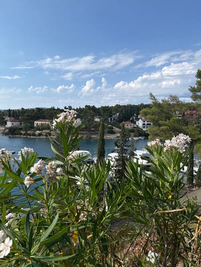 The image depicts a scenic view of a bay with several boats docked in Jelsa, Croatia. In the foreground, a cluster of white oleander flowers and their green leaves frame the scene. Beyond the flowers, the tranquil blue water of the bay is visible, dotted with white yachts. The coastline is lined with lush green trees and Mediterranean-style houses with red-tiled roofs. The sky above is a vibrant blue, adorned with scattered white cumulus clouds, suggesting a pleasant, sunny day. The overall impression is one of a serene coastal landscape.