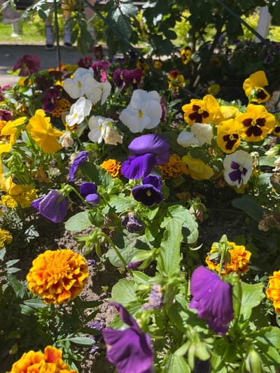 The image shows a close-up view of a flowerbed filled with a variety of colorful flowers, primarily pansies and marigolds. The pansies are in shades of purple, yellow, white, and dark burgundy with yellow centers. The marigolds are a vibrant orange-yellow with reddish-orange accents. The flowers are densely planted, with green foliage peeking through. The ground beneath the flowers appears to be dark soil. In the background, slightly out of focus, is a glimpse of green grass and possibly the legs of people standing behind the flowerbed, suggesting a public park or garden setting. The sunlight is strong, casting shadows and highlighting the textures of the petals. The overall impression is of a well-maintained garden in bloom. The location is identified as Guryevsk, Russia.
