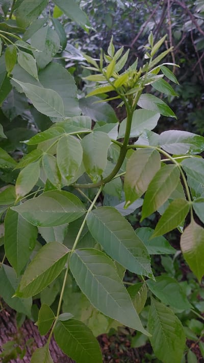 A close-up, vertical shot shows the vibrant green foliage of a leafy plant. The leaves are elongated and pointed, with visible veins and a slight sheen that suggests they might be wet, perhaps from recent rain. The plant appears healthy, with new growth at the top featuring lighter green, delicate leaves unfurling. The stems are slender and green, supporting the arrangement of leaves.
The background is a blur of darker greens and browns, suggesting a natural setting, possibly a garden or woodland area, with other plants and branches creating a soft focus. The lighting is somewhat dim, hinting at an overcast day or the shade of surrounding trees, but it allows for the detail of the leaves to be clearly seen. There is no visible text in the image. The overall impression is one of lush, natural growth. Given the location context of Novocherkassk, Russia, this image likely depicts a common plant species found in the region during its growing season.