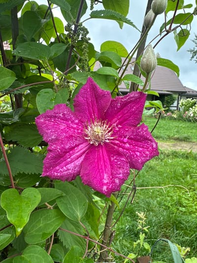 In Ромашкино, Russia, a vibrant pink clematis flower with delicate petals and a prominent stamen is in full bloom, its surface glistening with water droplets. The flower is surrounded by lush green foliage, some of which also bears water droplets, suggesting recent rain or dew. Two pale green clematis buds, also wet, are visible above and to the right of the main flower. In the background, a blurred view of a traditional house with a brown roof and green shutters is partially obscured by trees and a patch of green grass. The overall setting appears to be a garden.
