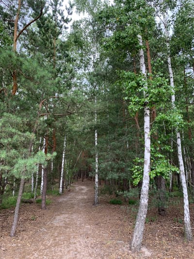 The image shows a dirt path winding through a forest in Hostomel, Ukraine. The path is surrounded by a mix of pine and birch trees. The ground is covered with pine needles and fallen leaves. The sky is overcast. There are no people or animals visible in the image. The scene appears to be a quiet, natural environment.