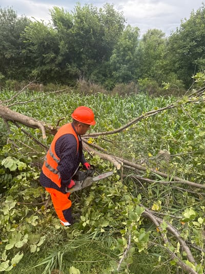 A person wearing an orange hard hat, a high-visibility orange vest over a dark blue shirt, and orange pants with a white stripe is operating a chainsaw. The person is actively cutting a fallen tree branch. The surrounding environment consists of a field of tall green corn stalks, dense green foliage, and more fallen branches. The sky above is overcast. The scene is located in Kvemo Khvedureti, Georgia.