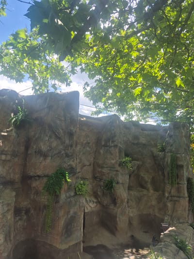 The image shows a rock structure adjacent to trees under a partially cloudy sky. The rock structure is brown and gray with crevices, with small green plants growing on it. The trees have green leaves and are backlit by the sun. The location information is not determinable from the image itself, though it is mentioned to be in Karatakla, Georgia. There are no people in the image.