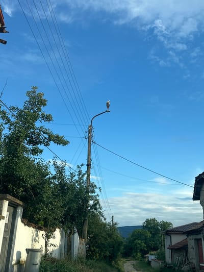 The image shows a street scene in Ovoshtnik, Bulgaria, on a clear, sunny day. The sky is a vibrant blue with scattered white clouds. A street lamp is visible in the center of the frame, with a bird perched on its arm. Several power lines crisscross the sky, supported by a wooden pole. Lush green trees and the roof of a building are in the foreground, with more trees and a hillside in the background. The overall scene appears to be a rural or semi-rural setting, with a sense of quiet and tranquility. The time of day is likely midday, given the bright sunlight. There are no visible people or text in the image.