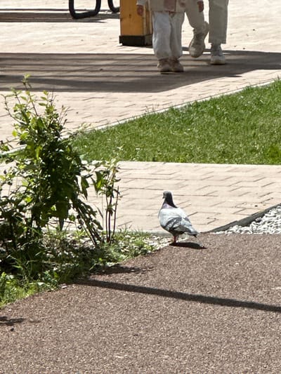 The image depicts a pigeon standing on a reddish-brown textured path in Znamya Oktyabrya, Russia. The pigeon is facing away from the camera, showing its gray and white plumage. Behind the pigeon, a pathway made of light-colored rectangular pavers is visible, bordered by a strip of green grass. Further in the background, two individuals are walking away from the camera. They are dressed in light-colored clothing, including loose-fitting pants and shoes. A yellow object with a dark base is partially visible in the far background, and dark, curved metal structures are also present. The scene appears to be an outdoor public space, possibly a park or walkway, bathed in sunlight casting shadows.