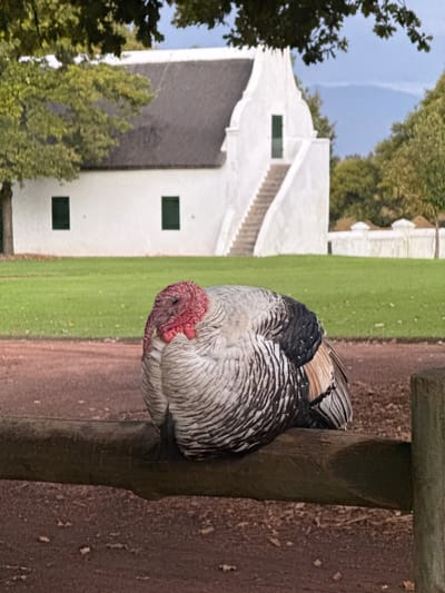 A domestic turkey, possibly a Royal Palm breed with distinctive grey, black, and white plumage, is the central subject of the image. The turkey is perched horizontally on a rustic wooden fence post in the foreground, facing towards the left. Its head, featuring a prominent reddish-pink wattle and snood, is slightly tucked, suggesting it is resting or preening.

In the mid-ground and background, the scene features impressive Cape Dutch-style architecture. A large, white building with a dark grey roof, green rectangular windows, and a distinctive stepped gable stands prominently. Another similar white building is partially visible further in the background to the right.

The immediate setting includes a stretch of vibrant green grass between the fence and the buildings, and a reddish-brown dirt path or ground area to the right of the wooden post. Lush green trees frame the scene on the left and right, with a clear, light blue sky visible above the buildings and trees. The natural light suggests it is daytime with fair weather. The architecture strongly hints at the given location context of Drakenstein Nu, South Africa, known for its Cape Dutch heritage. There is no visible text in the image.