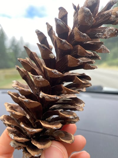 A close-up, eye-level shot shows a person holding a large, brown pine cone in their hand. The pine cone is positioned diagonally across the frame, with its scales clearly visible. Some of the scales have white, crystalline residue on them. The background is out of focus, showing a blurry gray surface that appears to be the dashboard of a vehicle. Beyond the dashboard, a road and trees can be seen, suggesting the vehicle is in motion. The sky above is overcast with patches of blue. The image was taken outdoors, likely on a cloudy day, in Port Orchard, United States.