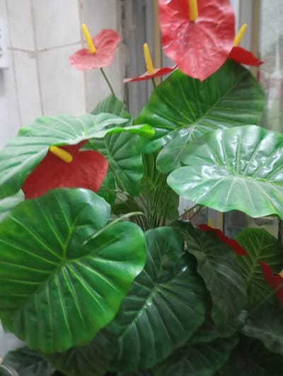 The scene, located indoors in Nasiriyah, Iraq, displays an artificial plant arrangement, likely anthurium. The arrangement features numerous large, glossy, deep-green leaves with prominent venation patterns. Interspersed throughout the foliage are multiple red, heart-shaped spathes, each containing a distinct yellow spadix. The background on the left reveals a light-colored tiled wall with horizontal grout lines, and a partially visible white rectangular fixture, possibly an electrical outlet or switch, on the upper left. The background on the right is blurred, showing lighter tones consistent with a window or ambient light source. No individuals or dynamic actions are present in the image.