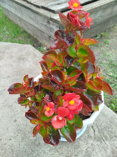 A potted begonia plant with red and green leaves and red flowers with yellow centers sits on a concrete surface. In the background, a wooden structure with horizontal planks is visible, with patches of green grass on the ground. The scene appears to be outdoors, possibly in a yard or garden. The lighting suggests it is daytime. The location is identified as Chupayevo, Russia.
