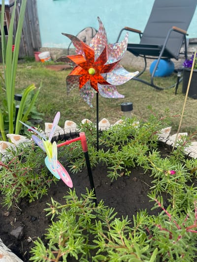 A close-up, eye-level shot captures a backyard garden scene with two pinwheels as the primary subjects. In the foreground, a small, butterfly-shaped pinwheel with iridescent wings in shades of pink, purple, and light green is planted in dark soil. The pinwheel is attached to a red plastic spindle and a thin black stake. Surrounding the pinwheel are low-lying green plants with reddish stems, some of which have small, pink buds and droplets of water on their leaves. A decorative white border with a scalloped edge frames the planter.

Behind this, a larger, orange and holographic pinwheel with eight pointed petals stands on a black stake, its center featuring a small yellow bead. This pinwheel is positioned slightly to the left of center.

The background reveals a grassy lawn, a light blue wall, and a dark gray reclining chair with wooden armrests. To the left of the wall, a weathered wooden fence is visible, with a white bucket and a red bucket in front of it. A tall green plant with broad leaves grows in the left foreground. The overall setting suggests a residential backyard in an outdoor environment. The scene is filmed in daylight. The location of Сухринское, Russia is not discernible from the image.