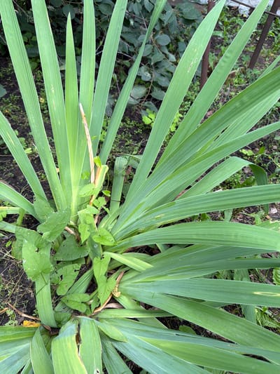 The image shows a close-up view of the base of a tall, green plant with sword-shaped leaves, likely an iris or gladiolus, growing in a garden setting. Smaller, heart-shaped green leaves of a vine are intertwined with the larger plant's stems. The ground is covered with dark soil, scattered with dry leaves and small green plants. In the background, out-of-focus foliage and a dark, rusty metal pole are visible. The scene appears to be an outdoor garden in the city of Altayskiye Zori, Russia.