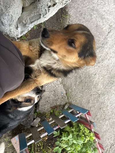 A medium shot captures two dogs outdoors in what appears to be an urban environment. The dog in the foreground is primarily brown and tan with black markings on its ears and back. It is looking upwards and to the left, with its snout partially obscured by a dark gray fabric. Its front paws are resting on the ground, and its body is positioned at an angle. Behind and below this dog is another dog, largely black and white with brown patches around its eyes. This second dog is looking towards the viewer with its head slightly tilted. Both dogs appear to be lying on a rough, concrete-like surface. To the right of the dogs, a small, colorful fence made of weathered wooden planks painted red, white, and blue is visible. Green foliage is growing around the base of the fence and on the ground. In the background, a rough, white-textured object, possibly a wall or a large stone, is partially visible on the left. The overall scene suggests an outdoor, possibly residential or public space, with signs of wear and tear.