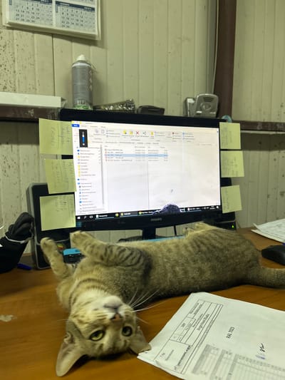 This is a medium shot, portrait orientation, of a domestic cat lying on a wooden desk in front of a computer monitor. The cat is a tabby with grey and brown stripes and green eyes, and it is looking directly at the camera. The computer monitor displays a file explorer window, with several folders and documents visible. Sticky notes with handwritten text are attached to the monitor and the desk. To the left of the monitor, a calendar for 2021 is visible, with dates marked for September, October, and November. A can of spray paint is also on the desk. In the background, a white wall with some shelving can be seen. The overall scene suggests a workspace, possibly an office or a home office, where a cat has made itself comfortable. The lighting appears to be artificial, suggesting it is indoors.
Visible text includes:
- Sticky notes with handwritten notes, including "FR0363", "Achatpran", "76575-588", "Anthrazitgran", "3бр 12611", "Anth. Olts repr", "FH-346-Blaue vit) MAT", "76169-1", "76269-4", "76516-7", "YEYP 32/34-255", "INSIDE NO FOI", "3889-30540", "6041-28р.", "6062-36+241", "20-00-6бр", "7023-FAL", "AKD309".
- Computer screen text includes file names like "RAL 7035", "RAL 7039", "RAL 9011FW-34G.pdf", "RAL 9011 Structura DBARDAROV.pdf", "TECHNOPLAST 2026".
- Text on a document to the right of the monitor includes "RAL 7023", "Avgerinos Kladis", "9.6.2026", "309", "7 бр.", "Кристиян", "INTERPLAST".
- Calendar text shows months and dates for 2021.