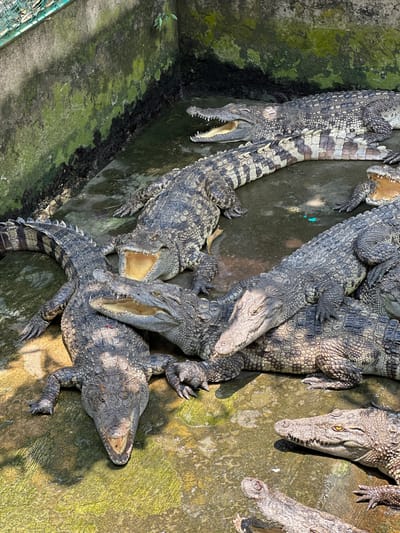 This image shows a group of crocodiles in Tân Thạch, Vietnam, packed tightly together in a concrete enclosure. Several crocodiles have their mouths open. The floor of the enclosure is made of concrete, with some sections showing dark, damp patches.