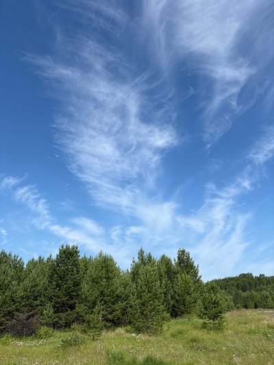 A wide, horizontal outdoor shot captures a natural landscape under a bright blue sky filled with wispy, white cirrus clouds. In the foreground, a field of green grass is dotted with small white wildflowers. Behind the field, a dense line of evergreen trees forms a dark green barrier across the middle of the frame. The trees are of varying heights, with some appearing taller and more mature than others. The background shows a gentle, rolling hillside covered in more evergreen trees, receding into the distance. The overall impression is one of a serene, undeveloped natural environment, possibly on the outskirts of a rural area. The location is identified as Badarma, Russia.