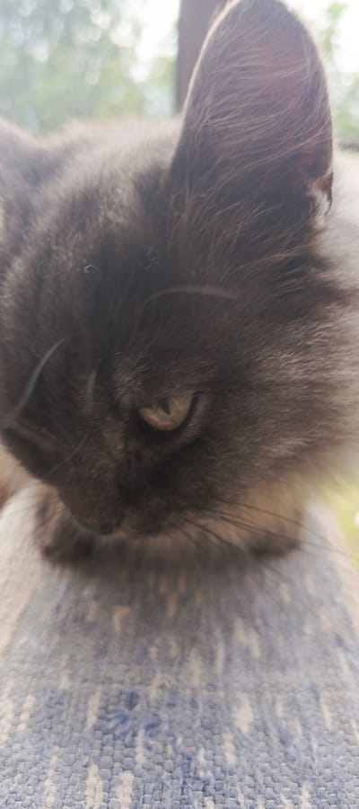 A close-up, vertical, eye-level shot features the face of a dark gray, fluffy cat looking downwards. The cat's left ear is visible at the top right of the frame, with the rest of its face shrouded in soft focus. A hint of green in its eye is discernible. The cat is resting on a textured surface with a blue and white pattern, possibly a textile or cushion. The background is blurred, showing a bright, out-of-focus environment with hints of green foliage and bokeh circles of light, suggesting an outdoor or window-lit setting. The image composition is dominated by the cat's head and the textured surface it rests upon.