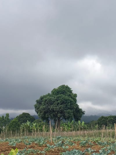 The image displays an agricultural landscape in Ngọc Tụ, Vietnam, under an overcast sky. The upper two-thirds of the frame show a dense, dark gray cloud cover, with a lighter gray, illuminated cloud mass visible in the upper right quadrant. A large, dark green, broadleaf tree with a full, rounded canopy is centrally positioned in the midground. Behind this tree, a line of smaller green trees and other vegetation extends horizontally, with distant, hazy mountains or hills visible on the horizon. The foreground features a cultivated field of reddish-brown soil, densely planted with numerous small, green leafy plants, consistent with young brassica crops. Multiple light-colored wooden or bamboo stakes are vertically embedded throughout the field. No individuals or specific actions are discernible.