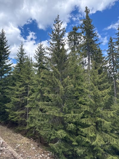 The image captures a view upwards through a dense evergreen forest, likely fir or pine trees, against a backdrop of a partly cloudy blue sky. The trees dominate the frame, with their green foliage densely packed. Gaps in the canopy allow for patches of blue sky with scattered white clouds. The foreground is occupied by a patch of uneven ground covered with dry grass and rocky debris. The location is Пампорово, Bulgaria. There are no people visible.