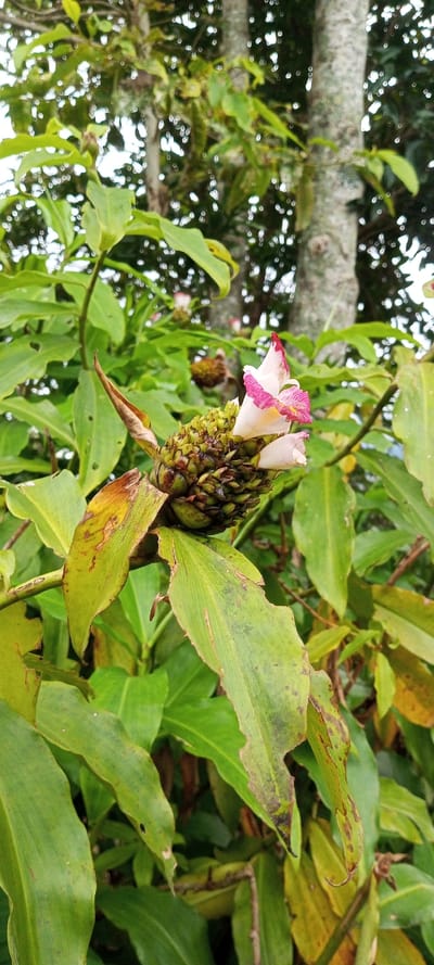 The image presents a close-up view of a vibrant flowering plant, likely a species of spiral ginger (Costus or Chamaecostus), set within a lush, natural environment. The central focus is an emerging flower from a prominent, cone-shaped inflorescence. This cone is composed of densely packed, greenish-brown bracts, from which delicate flowers unfurl. The petals are primarily white, distinguished by striking pink to reddish-purple tips or margins. One flower is more openly displayed, revealing its intricate structure.
The foreground and mid-ground are filled with large, broad green leaves belonging to the same plant. Many of these leaves exhibit natural wear and tear, including small holes, areas of browning, yellowing patches, and dark spots, suggesting their authentic state in nature.
The background is softly blurred, revealing the light-colored, textured trunks of taller trees, implying a forest or a densely vegetated area. The diffused, soft lighting indicates it is daytime, possibly under an overcast sky or within a shaded part of the environment. The overall atmosphere conveys natural beauty and botanical interest. This scene is located in Mayawso, Sierra Leone, a tropical region known for such flora. There are no people, explicit activities, or visible text in the image.