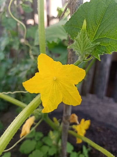 This is a close-up, eye-level, vertical, outdoor photograph of a yellow cucumber flower in bloom. The flower has five petals and is the central subject of the image. It is attached to a thick, green, fuzzy stem, which is also in focus. To the left of the flower, another green stem is visible, and a tendril is curling around it. Behind the flower, a large, green cucumber leaf with prominent veins is seen, with a smaller, fuzzy green leaf bud emerging from beneath it. A weathered, gray wooden post is positioned behind the flower and to the right, suggesting it might be part of a garden trellis or support structure. The background is blurred, showing a mix of green foliage and dark, indistinct shapes, hinting at a garden setting. The lighting appears to be natural daylight, casting soft shadows. The photograph was taken in the city of Auly, Ukraine, likely in a garden or agricultural area.