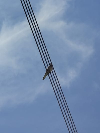 The image, captured in Farin Yashe, Nigeria, depicts a single bird perched on one of three parallel, dark-colored overhead utility wires. The wires extend diagonally across the frame from the upper left to the lower right. The bird, appearing to be a pigeon or dove, is positioned on the topmost wire, facing slightly to the right. The background consists of a clear blue sky with sparse, wispy white clouds. The scene is illuminated by daylight, causing the bird and wires to appear largely as silhouettes against the brighter sky. No other subjects or objects are visible in the immediate vicinity.