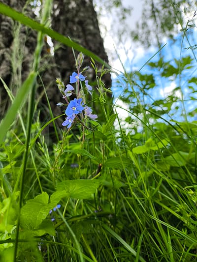 The image shows a patch of green grass and vegetation in Mar'inskoe, Russia. A small cluster of light blue flowers is centrally located. A tree trunk is visible in the background, slightly out of focus. The sky, with patches of blue, is also visible through the vegetation.