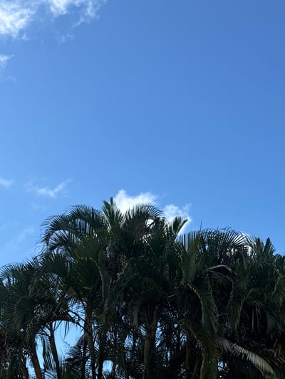 The image displays a tropical outdoor scene in Hanalei, United States of America. The lower portion of the frame is dominated by the dense, dark green foliage and trunks of multiple palm trees, extending across the width of the image. The upper portion of the frame features a clear, bright blue sky with sparse, white cumulus clouds distributed across it, notably in the upper left and center-right areas. No individuals, animals, structures, or other man-made objects are present in the visible environment. The lighting conditions indicate daylight.