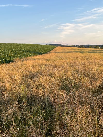 This image depicts a rural landscape in Neustadt, Germany, featuring two distinct agricultural fields separated by a clear boundary. The field on the left is lush and green, likely a crop of corn or a similar tall, leafy plant. The field on the right is golden brown and appears to be a mature crop of rapeseed, with its stalks and seed pods dry and ready for harvest. The crops are viewed from a low angle, emphasizing their density and the vastness of the agricultural land. In the background, rolling hills covered with trees and some scattered buildings suggest a small settlement or farmsteads. The sky above is a clear blue with scattered wispy white clouds, illuminated by the warm, golden light of what appears to be either sunrise or sunset, casting long shadows and highlighting the texture of the crops. The overall scene conveys a sense of agricultural bounty and the peaceful beauty of the countryside.