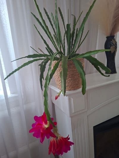 A close-up indoor shot shows a blooming cactus with vibrant pink flowers hanging from a basket. The cactus is placed on a white wooden shelf, which appears to be part of a fireplace surround. In the background, white curtains are drawn, and to the right, a dark vase with dried grasses is visible. The scene suggests a domestic setting, possibly in a living room or entryway. The image does not provide any specific details that would allow for an identification of its location within the city of Oral, Kazakhstan.