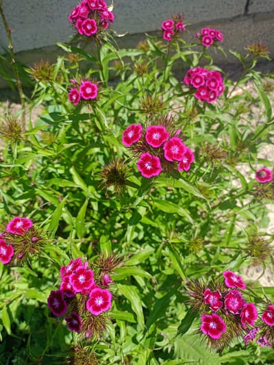 This close-up, high-angle shot captures a vibrant cluster of blooming plants, likely Sweet William (Dianthus barbatus), in Koghb, Armenia. The dominant subjects are numerous bright pink or magenta flowers, each featuring a distinct white or lighter pink center and delicately serrated petals. These small blossoms are grouped together in dense, rounded heads. Interspersed among the flowering clusters are several spiky, greenish-brown structures, which appear to be either unopened flower buds or seed pods, adding a textural contrast to the soft petals.
The plants are characterized by their long, slender, vivid green leaves, which form a lush backdrop for the colorful blooms. The overall setting is an outdoor garden or natural area, with visible patches of soil and a blurred, light-colored background that could be a wall or pathway. The lighting indicates a bright, sunny day, with strong natural light illuminating the plants and creating subtle shadows on the foliage. No specific activity or event is taking place, as it is a static image of flora. There is no visible text in the image. The healthy appearance of the plants suggests they are thriving in their environment.