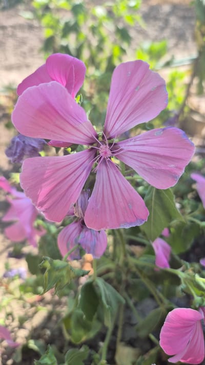 The image features a close-up, top-down view of several pink and purple flowers in a garden setting. The central subject is a large, five-petaled pink flower with delicate veins and slightly ruffled edges. Some of the petals have subtle blue-purple shading towards their tips, and there are small, light-colored spots on their surfaces. The center of this flower reveals a cluster of stamens. Surrounding this main bloom are other flowers in various stages of openness, some appearing as buds, others as smaller, fully formed blossoms. These include more pink flowers and some with a deeper purple hue. Green leaves are visible among the flowers, providing a backdrop and adding to the garden scene. The background is softly blurred, suggesting a natural outdoor environment, possibly a garden or a wild patch of vegetation. The lighting indicates it is daytime, likely a sunny or partly cloudy day, casting soft shadows and highlighting the vibrant colors of the flowers. There are no people, text, or specific architectural cues to suggest a precise location beyond a general outdoor, garden context. The overall impression is one of natural beauty and the simple elegance of blooming flowers.