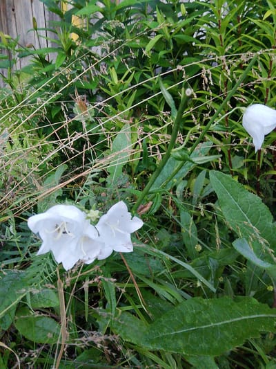A close-up, eye-level shot captures a cluster of white bell-shaped flowers in a natural, overgrown setting, likely in Savino, Russia. The flowers, with delicate petals and visible stamen, are partially obscured by tall, dry grass stalks and lush green foliage. In the background, a weathered wooden fence is visible, suggesting a garden or backyard. The overall impression is one of wild, untamed nature encroaching on a man-made structure. The lighting is subdued, creating a natural, somewhat moody atmosphere. No people or animals are present in the image.