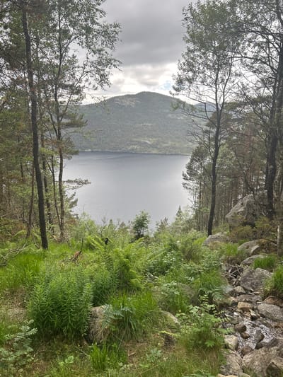 A framed view of a serene lake, bordered by a lush green forest and a rocky incline, is captured from a slightly elevated perspective. The foreground is dominated by a dense growth of ferns and other green foliage, with scattered rocks of various sizes. A narrow, rocky stream winds its way down the right side of the frame. In the mid-ground, tall trees with thin trunks and sparse leaves frame the tranquil, dark blue water of the lake. The lake extends towards a distant, tree-covered hill that rises under a cloudy, overcast sky. The overall impression is one of natural, untouched beauty. The location is identified as being in an unspecified part of Norway, suggesting a remote or natural setting.