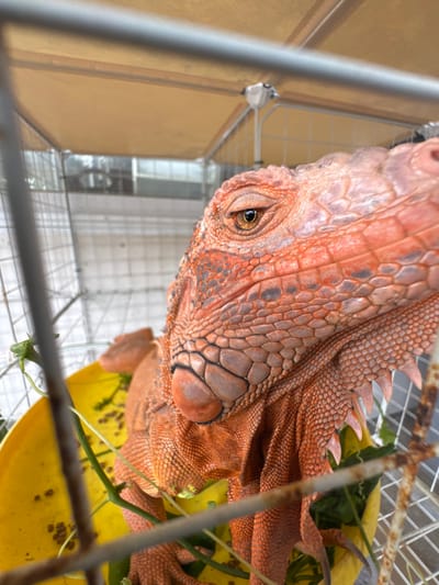 A close-up photograph depicts a reddish-orange iguana confined within a wire mesh cage in Baan Nai Wok, Thailand. The iguana's head and upper body are prominently featured, positioned towards the right side of the frame. Its left eye is partially open, revealing a yellowish-brown iris and a dark, horizontal pupil. The animal's skin is textured with scales and exhibits darker, mottled markings. A prominent dewlap is visible beneath its chin, and a crest of spiked scales extends along its neck.

In the lower left foreground, a portion of a yellow bowl is visible, containing green leafy vegetation and several small, dark, granular objects. Green plant stems are entwined around the rusty metal bars of the cage, which partially obstruct the view in the foreground. The background is blurred, showing additional wire caging or shelving and a light-colored overhead canopy structure, suggesting an indoor or sheltered animal enclosure. No human subjects or direct interactions are visible. The iguana appears stationary, observing its surroundings.