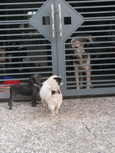 Three dogs are visible in the foreground and behind a metal gate. The dog on the left is a small, dark curly-haired breed, possibly a poodle mix, wearing a pink collar. In the center is a medium-sized fluffy dog, mostly white with some brown patches, facing away from the camera. Behind the gate, a larger German Shepherd-like dog is visible, looking down. The gate is grey and has horizontal bars with a diagonal section in the center. There are two handles on the gate. Behind the gate, a motorcycle with a license plate is partially visible. The ground is paved with small stones. In the background, there are some red and blue objects. The scene appears to be outdoors, possibly in a residential area. No specific time of day or weather conditions are discernible. The location context of Da Lat, Vietnam, does not provide specific visual cues in this image. No emotions are clearly depicted by the dogs, although the German Shepherd's posture might suggest curiosity or wariness. The license plate on the motorcycle has text that appears to read "49-B1 955.66".