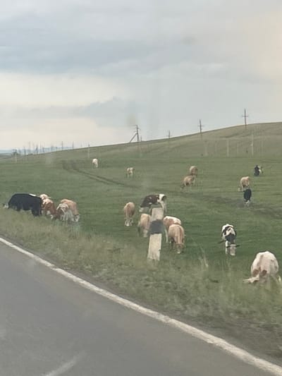 The image shows a pastoral scene with several cows grazing in a grassy field. The field is sloped and there are several utility poles visible on the horizon. The sky is overcast. In the foreground, there is a paved road. Several cows of various colors are scattered throughout the field, some are standing, and others are grazing. In the far distance, there are more cows and utility poles. The overall impression is a rural landscape.