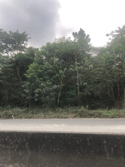 The scene depicts a dense vegetative area adjacent to a paved road in Ikire, Nigeria. In the foreground, a dark gray concrete barrier occupies the lower portion of the frame. Immediately behind this barrier is a light gray asphalt road surface. Beyond the road, a narrow strip of unkempt green and brown grass and undergrowth borders a thick forest. The forest consists of numerous trees of varying heights and foliage density, predominantly green, with some lighter green leaves suggesting new growth. A notable tree in the mid-left background exhibits a more exposed trunk and branches with sparser foliage compared to the surrounding dense canopy. The sky above the tree line is overcast and light gray. No individuals, animals, or man-made objects other than the road and barrier are present. The environment appears wild or undeveloped, bordering a transportation route.