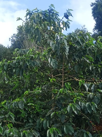 A vibrant coffee tree dominates the frame, its glossy green leaves densely packed on sturdy branches. Some red and green coffee cherries are visible, indicating fruit production. The tree stands against a backdrop of other trees and a partly cloudy blue sky, suggesting a natural outdoor setting in a plantation or forest environment. The overall impression is one of lush vegetation and agricultural activity.