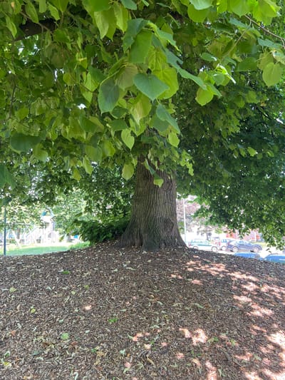 An image taken on a bright, sunny day depicts the base of a large, mature tree with a thick, textured trunk and a dense canopy of vibrant green leaves. The tree is situated on a slight mound covered with a thick layer of brown mulch and fallen leaves. In the background, beyond the tree's branches and leaves, a playground structure with white and blue elements is visible on the left. To the right, several cars are parked along a street. The scene is located in the city of Everberg, Belgium.