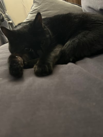 The scene depicts a domestic setting in Gränsta, Sweden. A single black cat is the primary subject, resting on a dark gray or muted purple fabric surface, likely a bed or sofa. The cat is curled partially, with its head oriented towards the left side of the frame, facing slightly forward. Its eyes are partially open, with a glint visible in the right eye, looking towards the camera. The cat's front paws are extended forward and resting on the same fabric surface. In the upper left background, a portion of a light-colored curtain or drape with visible ties is present. Directly behind the cat, a light gray pillow or cushion is visible. The lighting is dim, indicating an indoor environment, possibly a bedroom or living area. No other individuals or animals are visible.