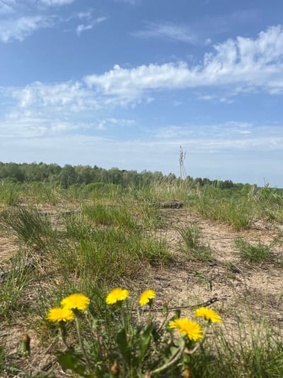 The image shows a field in Новоклязьминское, Russia, with a clear blue sky dotted with white clouds. The ground is covered in a mix of green grass and dry dirt. Some yellow dandelions are visible in the foreground. In the background, there is a line of trees.